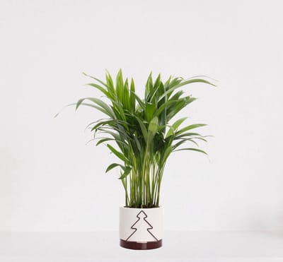 Areca in sierpot Addit Tree Bordeaux Rood – luchtzuiverende kamerplant – eenvoudig te onderhouden Goudpalm - 35-50cm - Ø13 – geleverd met plantenpot – vers uit de kwekerij