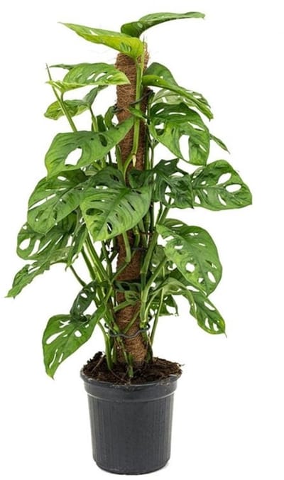 JUNAVERA Monstera Monkey Leaf | Monstera adansonii met kokospaal in 17 cm pot | 80 cm hoge tropische kamer- en terrariumplant