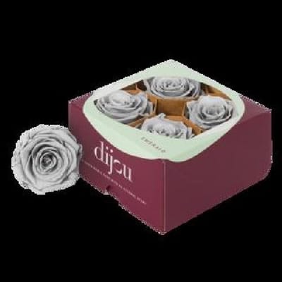 4x Rose preserved dc grey