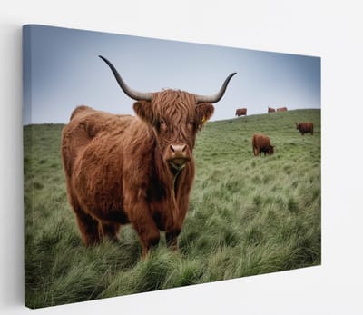 Saammp Canvas Schilderij - Schotse Hooglander Koe Familie in het gras - Dieren - Natuur - 60x40 - Foto op canvas - Wanddecoratie - muurdecoratie Woonkamer - Slaapkamer decoratie - Canvas Print