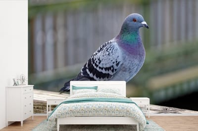 Behang - Fotobehang Duif - Vogel - Paars - Veren - Breedte 450 cm x hoogte 300 cm