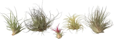 Plant in a Box - Tillandsia - Mix van 6 - Luchtplantjes - Kamerplanten - Decoratief - Hoogte 5-15cm