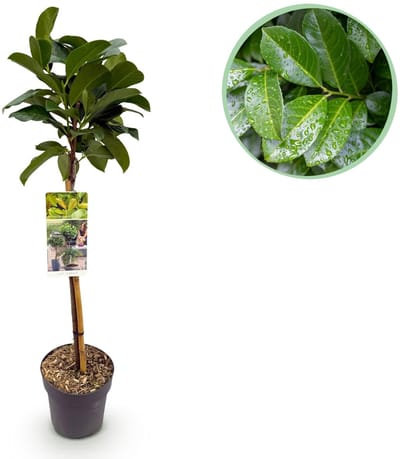 Green boutiQ - Tuinplant - Prunus lauroverasus Etna® - Plant op stam - Terras Plant - Bladhoudend - Weinig Onderhoud - Pot 19cm Hoogte 90cm