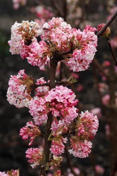 Plants Online - Tuinplanten - Heesters - Set van 1 - Viburnum bodnantense 'Charles Lamont' - 5 liter pot - Plant 60-80 cm
