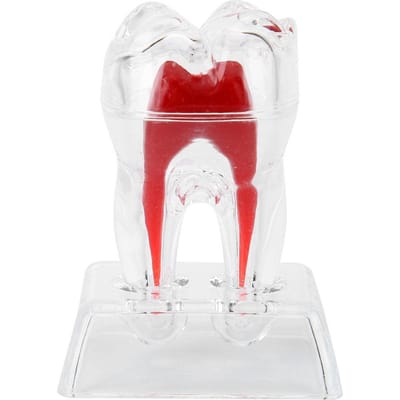 Modèle de dents dentaires séparables en plastique dents endodontiques outil éducatif pour étudiants white