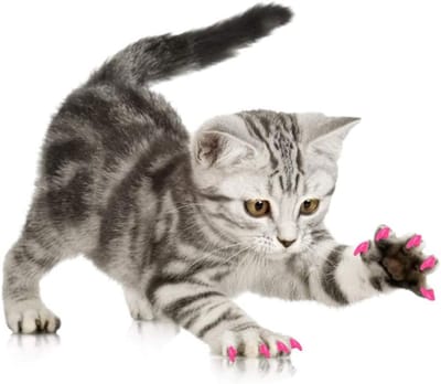 100 Stuks Zachte PVC Nagelbedekking voor Katten - Veilig en Niet-toxisch, Ideaal voor Nagelverzorging en Bescherming van Meubels