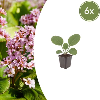 Tuinplantenshop.com | Bergenia cordifolia | 6 stuks - Ø9cm - 10-25cm hoog - Tuinplant