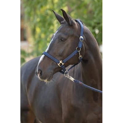 Halster voor paarden Covalliero Doria