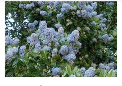 Ceanothus impressus 'Victoria' - Amerikaanse Sering, Sikkelbloem 25 - 30 cm in pot