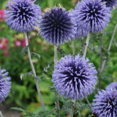 Blauwe kogeldistel (Echinops bannaticus) - Blue Globe - Kogeldistel - Bijen-Vlinders - Snijbloemen - bloeit in Juli / Augustus
