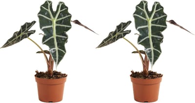 Bloomique - Set van 2 - Alocasia Polly - Skeletplant - Kamerplanten - Luchtzuiverend - Hoogte 30-40 cm - Pot 12 cm