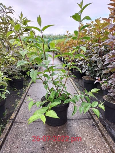 Arbustes de haie - Un ensemble 1 - Deutzia hybrida 'Mont Rose' - (3L) 40-50 cm
