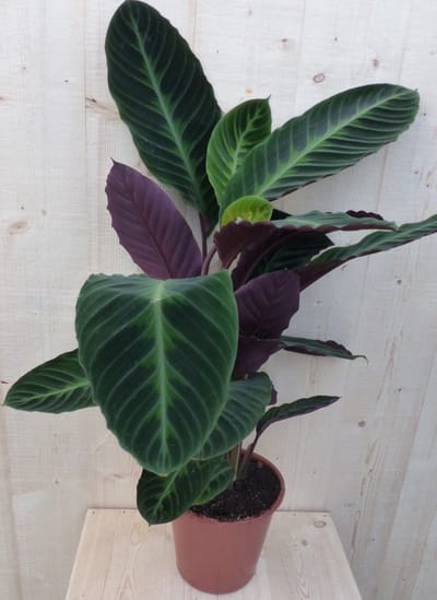 Warentuin natuurlijk - Calathea Warscewiczii Pauwenplant groot blad...