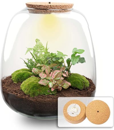 Emma - Hedera Red - Planten Terrarium met licht - DIY kit - Ecosysteem plant - Ø 23 cm ↑ 25 cm
