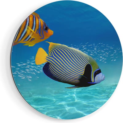 Artaza Dibond Muurcirkel Twee Tropische Vissen in de Rode Zee - Ø 80 cm - Groot - Wandcirkel - Rond Schilderij - Voor Binnen en Buiten