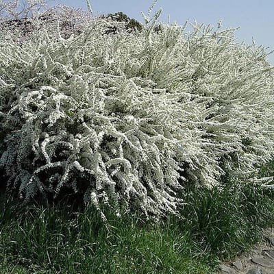 Spiraea thunbergii - Spierstruik 40-60 cm in pot
