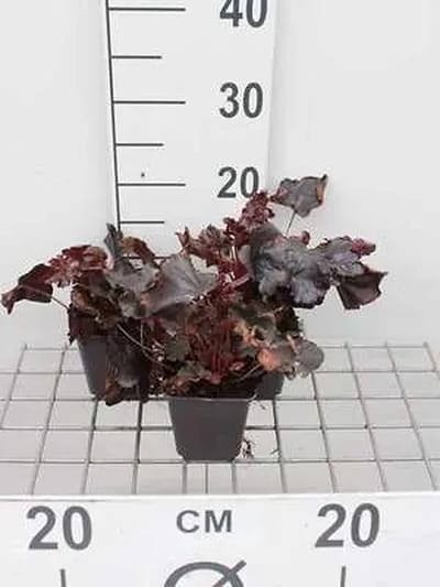 6x Purperklokje - Heuchera hybr. 'Obsidian' | 9x9 cm pot