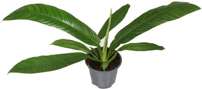 Philodendron Campii - Hoogte 40cm - Pot 14cm