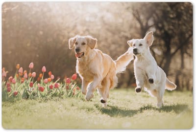 Placemats 45x30 cm - Placemat kunststof - 1 stuk - Honden - Zon - Lente - Borden onderleggers - Decoratie voor op tafel - Keuken tafeldecoratie accessoires - Vinyl onderlegger - Tafelversiering