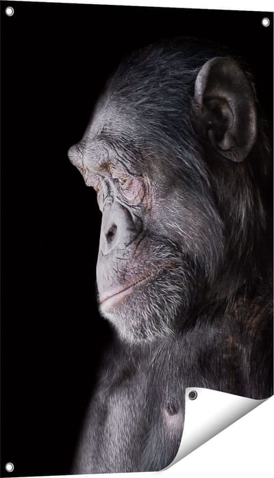 Gards Tuinposter Chimpansee Aap op Zwart Achtergrond - 60x90 cm - Tuindoek - Tuindecoratie - Wanddecoratie buiten - Tuinschilderij