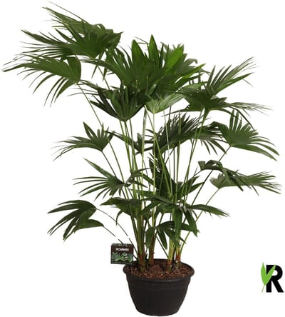 Livistona chinensis 180 cm - Kamerplant - Potmaat Ø35 cm