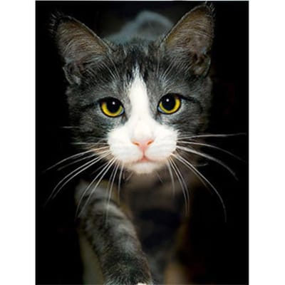 5D DIY Diamant Broderie Animal Chat Mosaïque Motif Diamant Image Point De Croix Décoration De La Maison 20X30CM gray