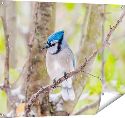 Gards Tuinposter Blauwe Gaai Vogel in de Sneeuw - 100x80 cm - Tuindoek - Tuindecoratie - Wanddecoratie buiten - Tuinschilderij