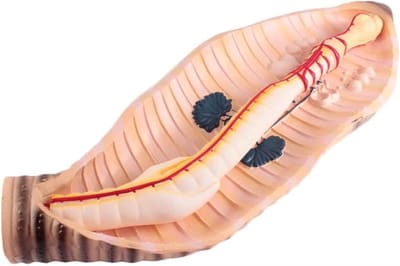 Regenworm Anatomiemodel - Biologie Model Ongewervelde - Biologieonderwijs - Vergroot Realistisch Beeld - 59x23x8 cm - Niet gespecificeerd