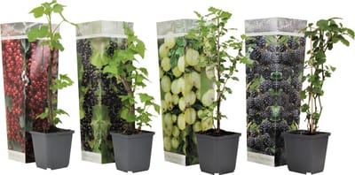 Plant in a Box - Mix van 4 bessenplanten - Braam,kruisbes,aalbes en zwarte bes - Pot 9cm - Hoogte 25-40cm