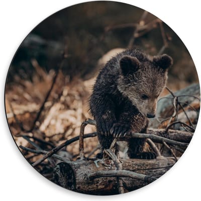 Dibond Wandcirkel - Babybeertje bij Takken - 50x50cm Foto op Aluminium Wandcirkel (met ophangsysteem)