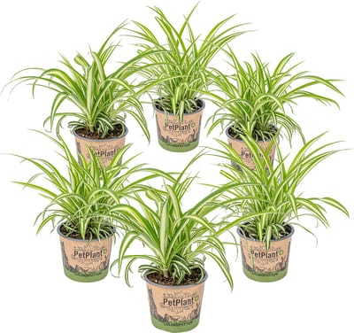 Bloomique - Set van 6 - Chlorophytum Variegatum - Graslelie - Kamerplanten - Luchtzuiverend - Diervriendelijk - Hoogte 20-30 cm - Pot 12 cm