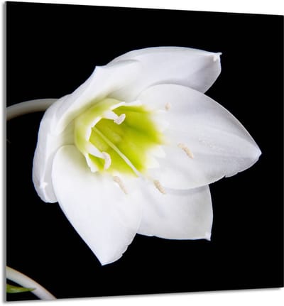 TMK ArtDeko Serie - Glazen Achterwand - 60x65 cm - Hartglas - Orchidee