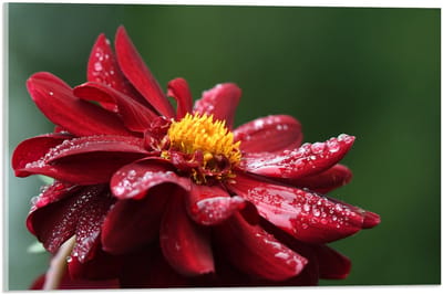 Acrylglas - Rode Bloem met Waterdruppels - 60x40cm Foto op Acrylglas (Met Ophangsysteem)