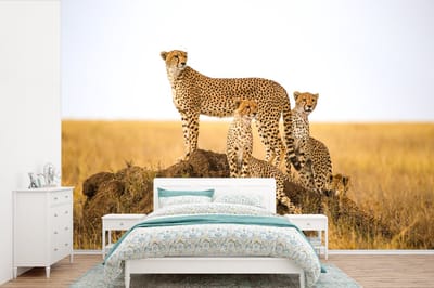Behang - Fotobehang Cheetah - Gras - Natuur - Savanne - Breedte 330 cm x hoogte 220 cm