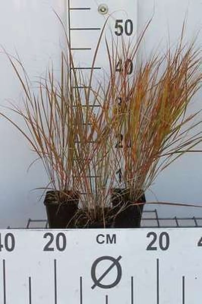 6x Struisriet - Calamagrostis arundinacea (anemanthele/stipa ar) | 9x9 cm pot