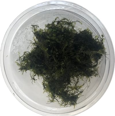 Fissidens Fontanus Phoenix Mos - - Cup 80 cc - Aquarium mos - Aquariumplant - Aquarium decoratie - Moerings