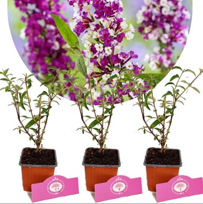 Set van 3 Vlinderstruiken - Buddleja davidii 'Berries & Cream'®- Twee kleuren - Hoogte 25cm - 9cm pot