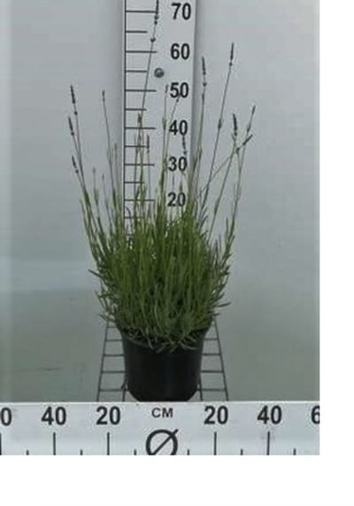 2 x Lavandula int. 'Alba' - Lavendel In pot 2 liter