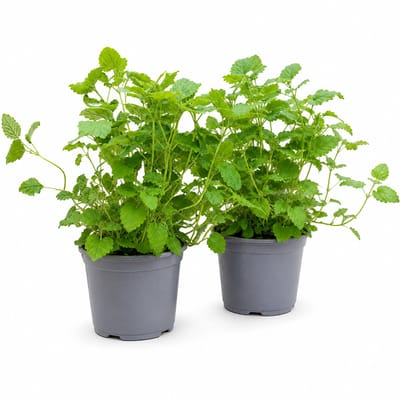 Citroenmelisse Planten – 2 Stuks – Eetbare Kruidenplant – Meerjarig – Citroenmelisse Kruid – Balkon, Terras & Moestuin