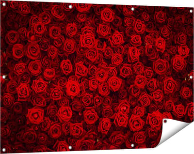 Gards Tuinposter Rode Rozen Achtergrond - 120x80 cm - Tuindoek - Tuindecoratie - Wanddecoratie buiten - Tuinschilderij