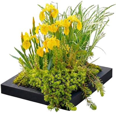 vdvelde.com - Filtereiland voor vijver 25x25 cm - Compleetset met 4 waterplanten - Drijvende plantenfilter voor helder water - Vermindert algen en reinigt natuurlijk - Winterhard