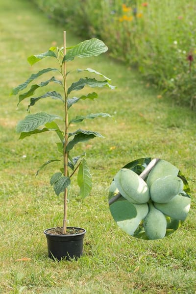 Jonge Pawpaw boom | Asimina triloba | 100-150cm hoogte