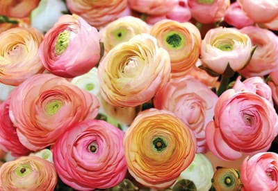 Fotobehang Flowers Peonies Colours | PANORAMIC - 250cm x 104cm | 130g/m2 Vlies