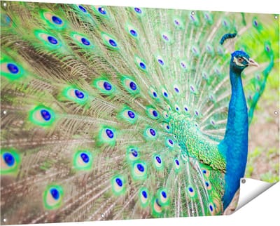 Gards Tuinposter Pauw met Kleurrijke Veren - 150x100 cm - Tuindoek - Tuindecoratie - Wanddecoratie buiten - Tuinschilderij