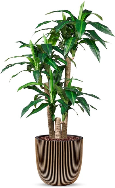 Kunstplant Dracaena fragans in Planter Ball groove zwartgoud H150 cm