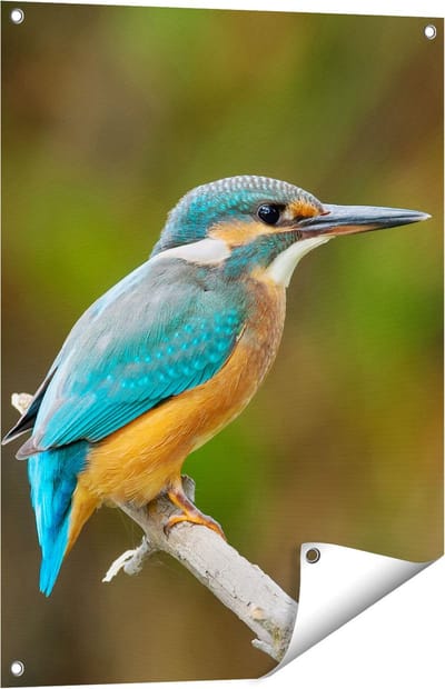 Gards Tuinposter Blauwe IJsvogel op een Tak - 60x80 cm - Tuindoek - Tuindecoratie - Wanddecoratie buiten - Tuinschilderij