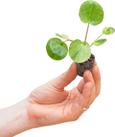 PLNTS - Baby Pilea Peperomioides Mojito® (Ufoplant) - Kamerplant - Stekplantje 2 cm - Hoogte 15 cm