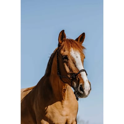 Ethologisch halster voor paard Westride Western