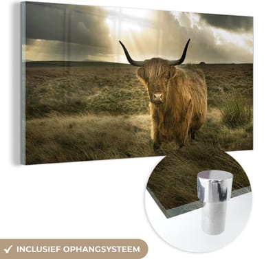 MuchoWow® Glasschilderij - Schotse Hooglander - Zon - Duin - Natuur - Dieren - 40x20 cm - Acrylglas Schilderijen - Foto op Glas - Muurdecoratie