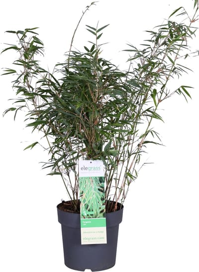 Hello Plants Fargesia Rufa - Ø 23 cm - Hoogte: 80 cm - Bamboe Plant